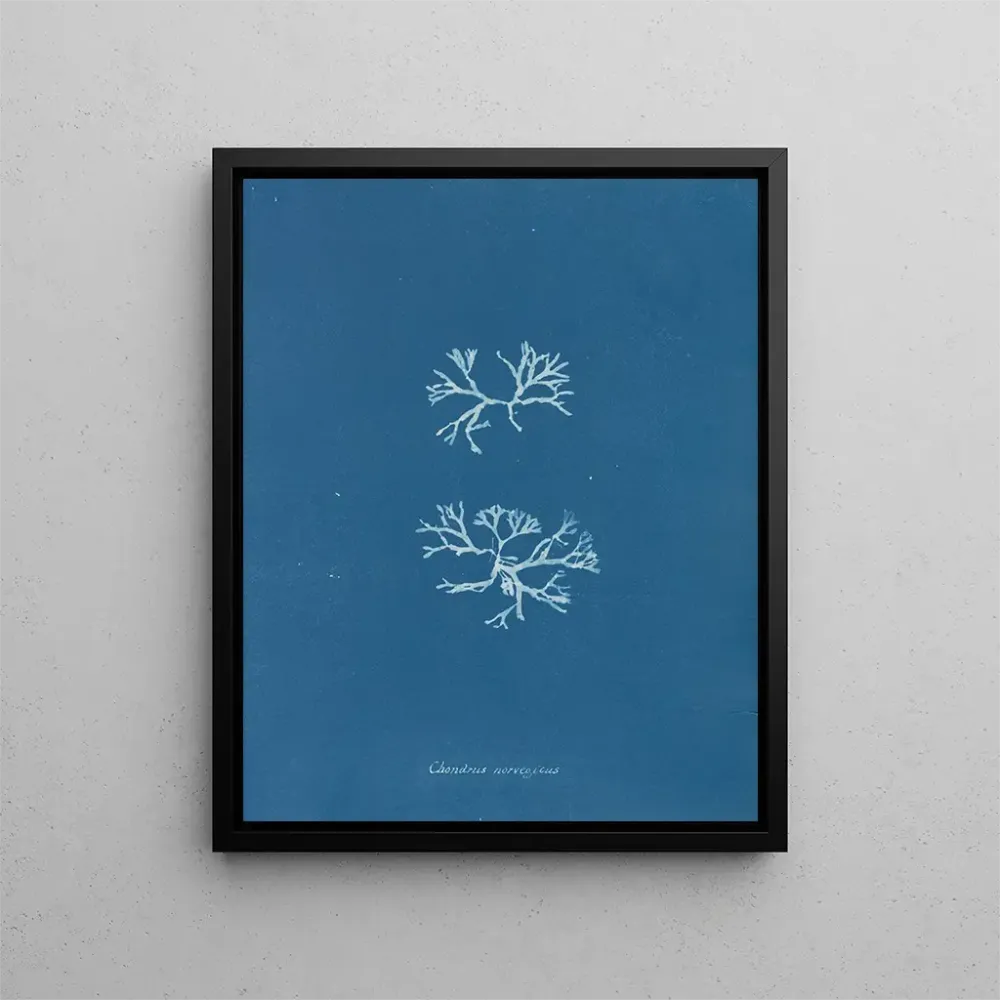 Obraz Chondrus norvegicus - Anna Atkins | Druk artystyczny