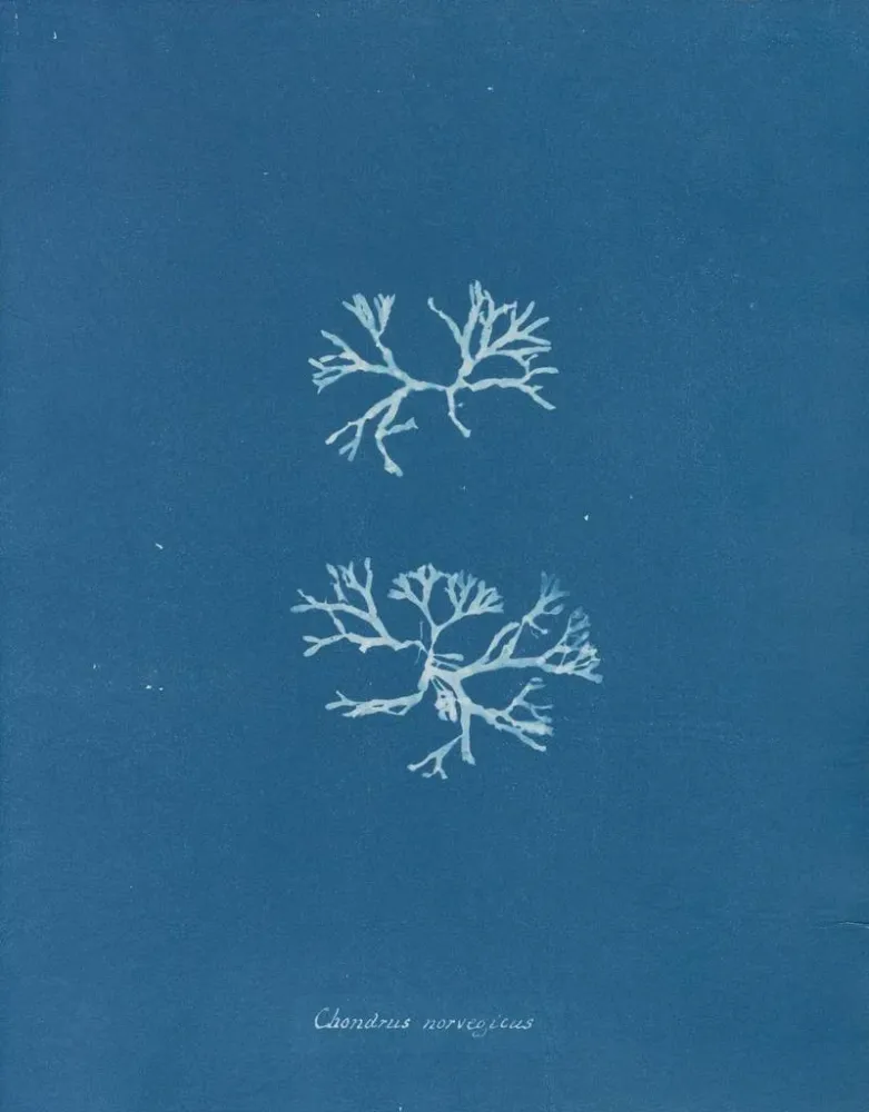 Obraz Chondrus norvegicus - Anna Atkins | Druk artystyczny
