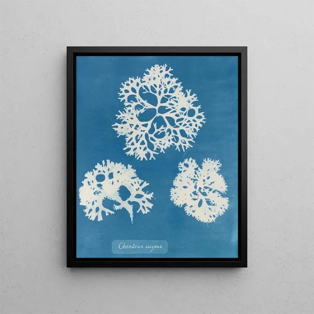 Obraz chrupiącej muszli - Anna Atkins | Druk artystyczny