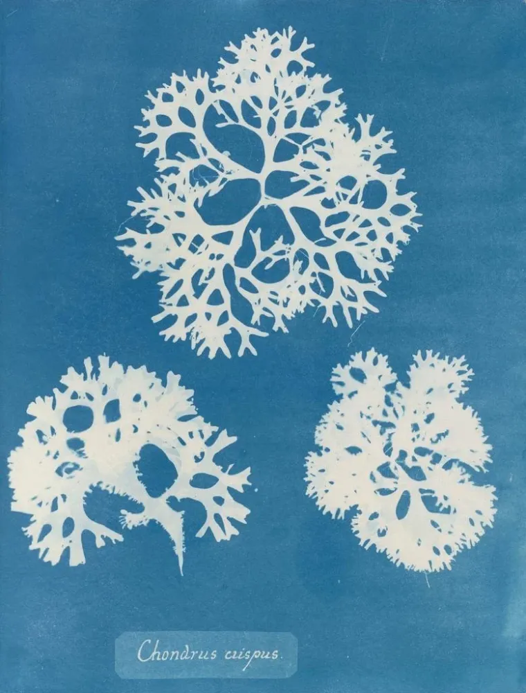 Obraz chrupiącej muszli - Anna Atkins | Druk artystyczny