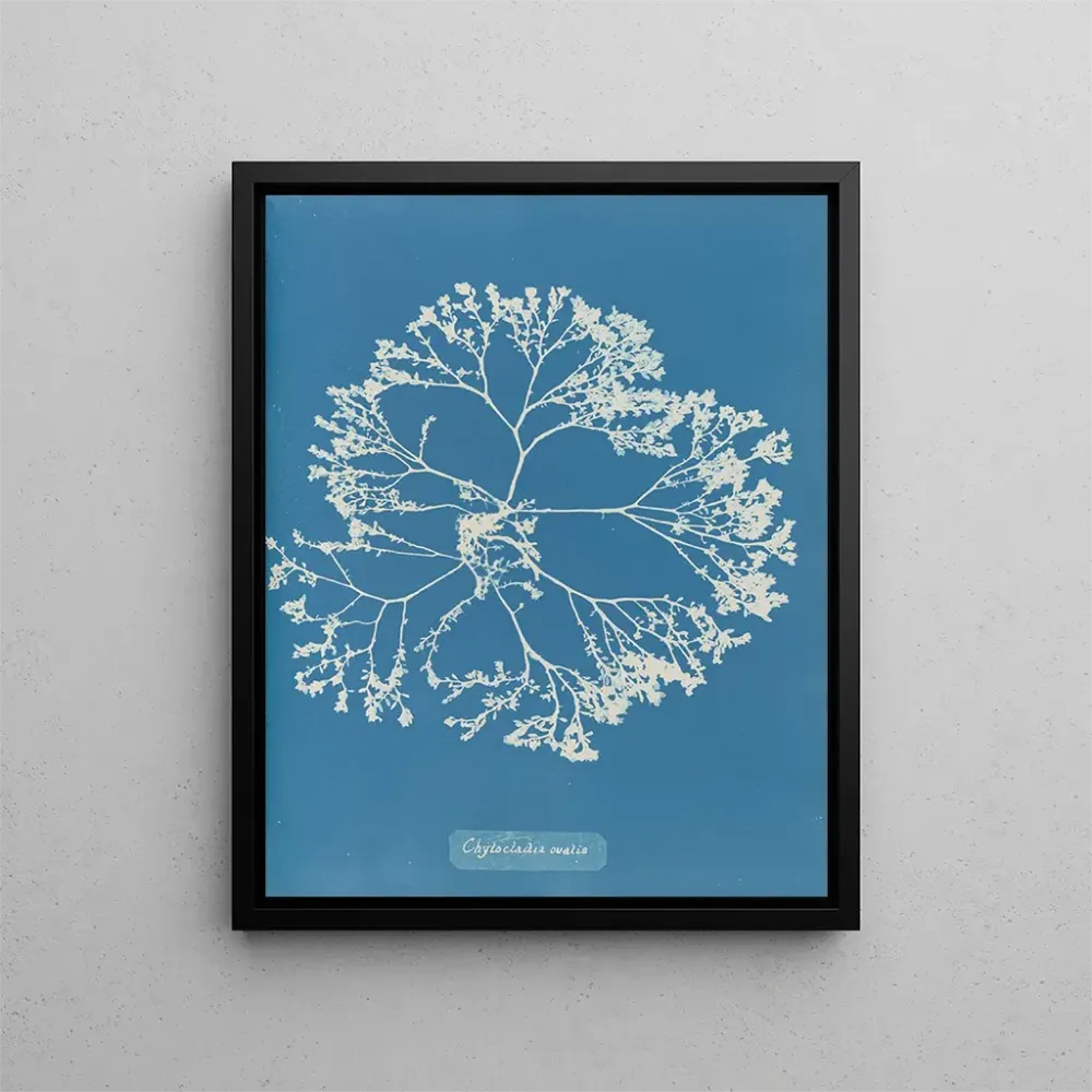 Obraz Chylocladia ovalis - Anna Atkins | Druk artystyczny