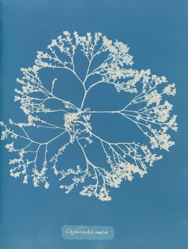 Obraz Chylocladia ovalis - Anna Atkins | Druk artystyczny