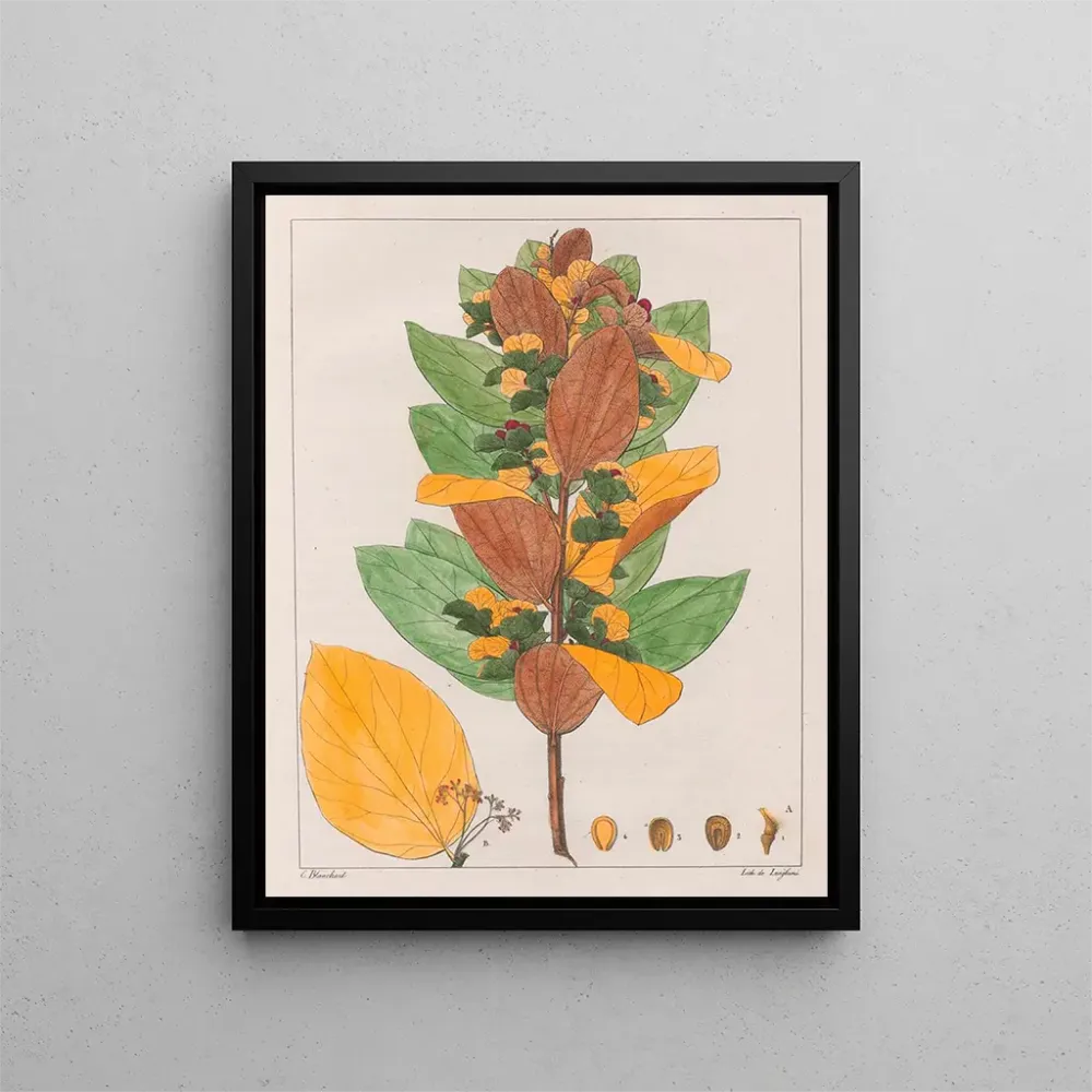 Obraz Cissampelos ovalifolia - Auguste de Saint-Hilaire | Druk artystyczny