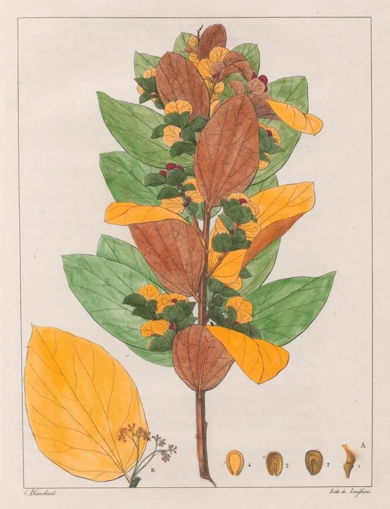 Obraz Cissampelos ovalifolia - Auguste de Saint-Hilaire | Druk artystyczny