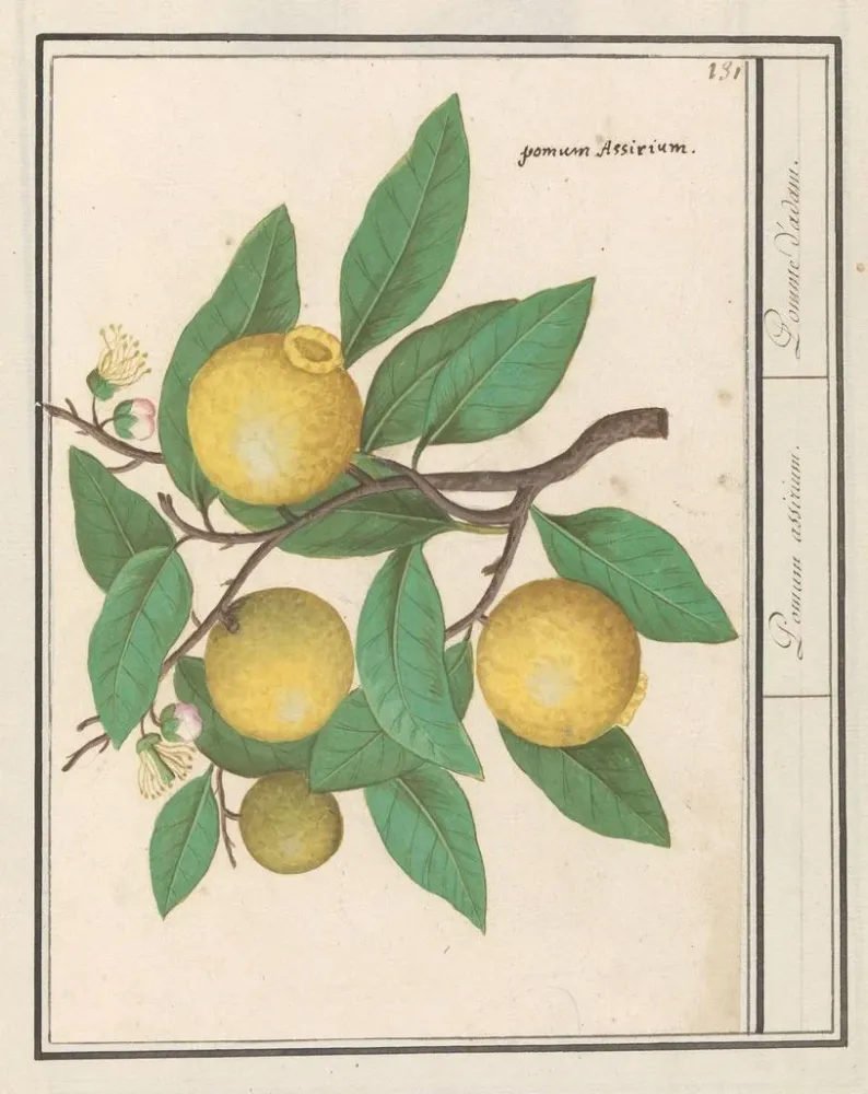 Obraz Citroën Citrus limon - Anselmus Botius de Boodt | Druk artystyczny