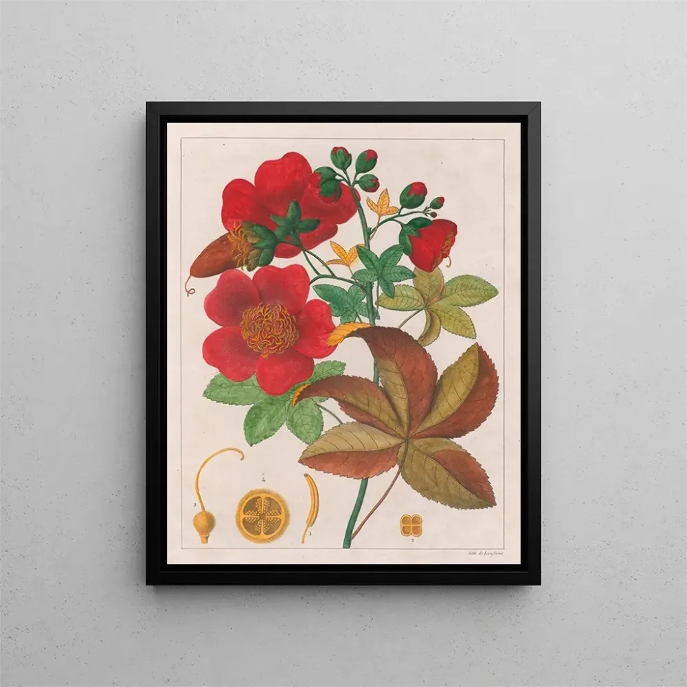 Obraz Cochlospermum insigne - Auguste de Saint-Hilaire | Druk artystyczny