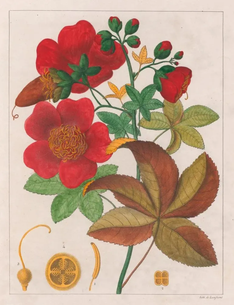Obraz Cochlospermum insigne - Auguste de Saint-Hilaire | Druk artystyczny