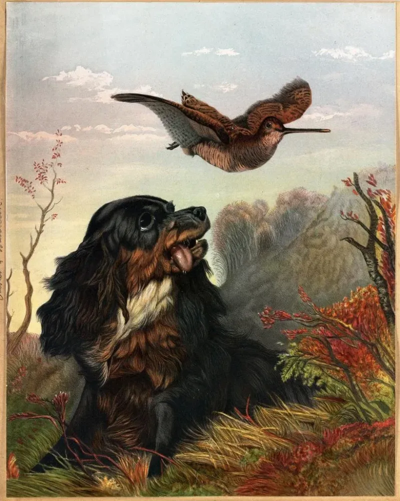 Obraz Cocker i Bécasse - Arthur Fitzwilliam Tait | Druk artystyczny