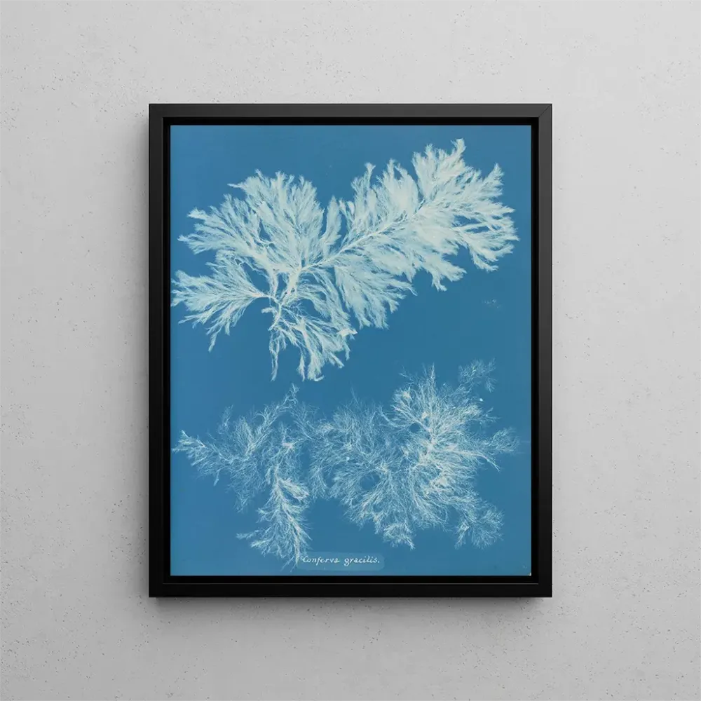 Obraz Comparer mince - Anna Atkins | Druk artystyczny