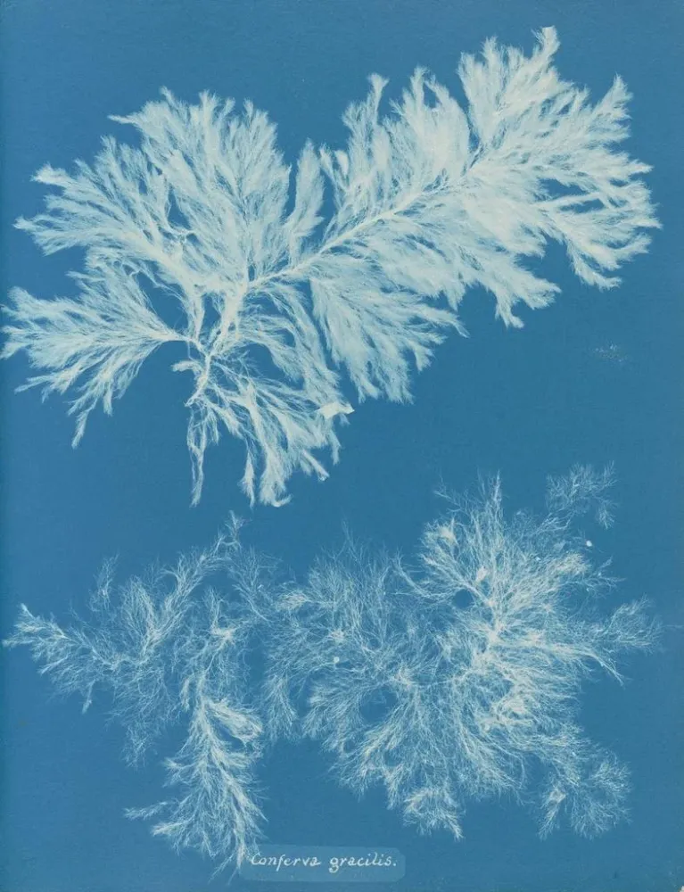 Obraz Comparer mince - Anna Atkins | Druk artystyczny