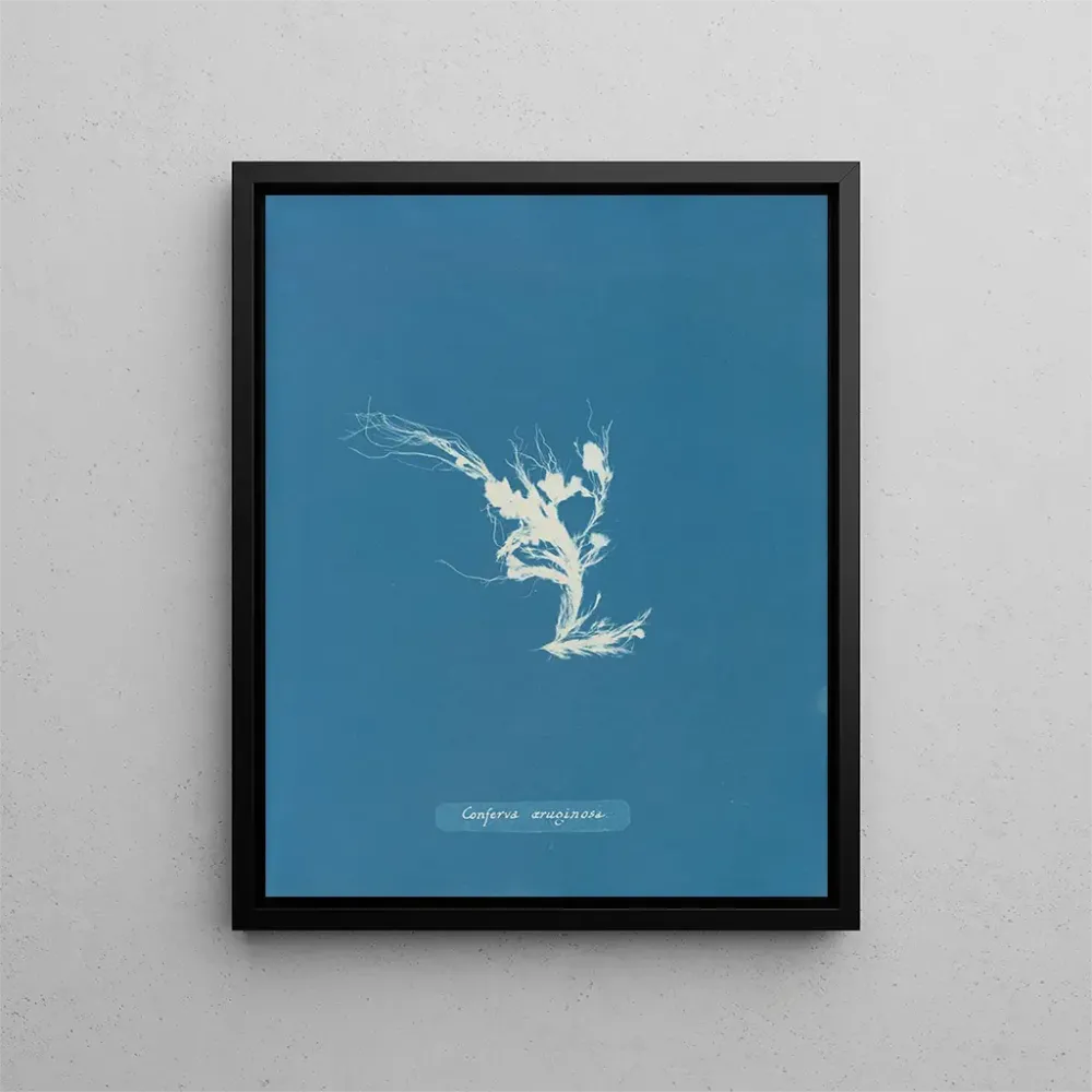 Obraz Conferva rouillé - Anna Atkins | Druk artystyczny