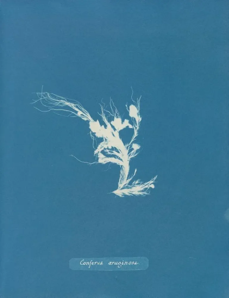 Obraz Conferva rouillé - Anna Atkins | Druk artystyczny