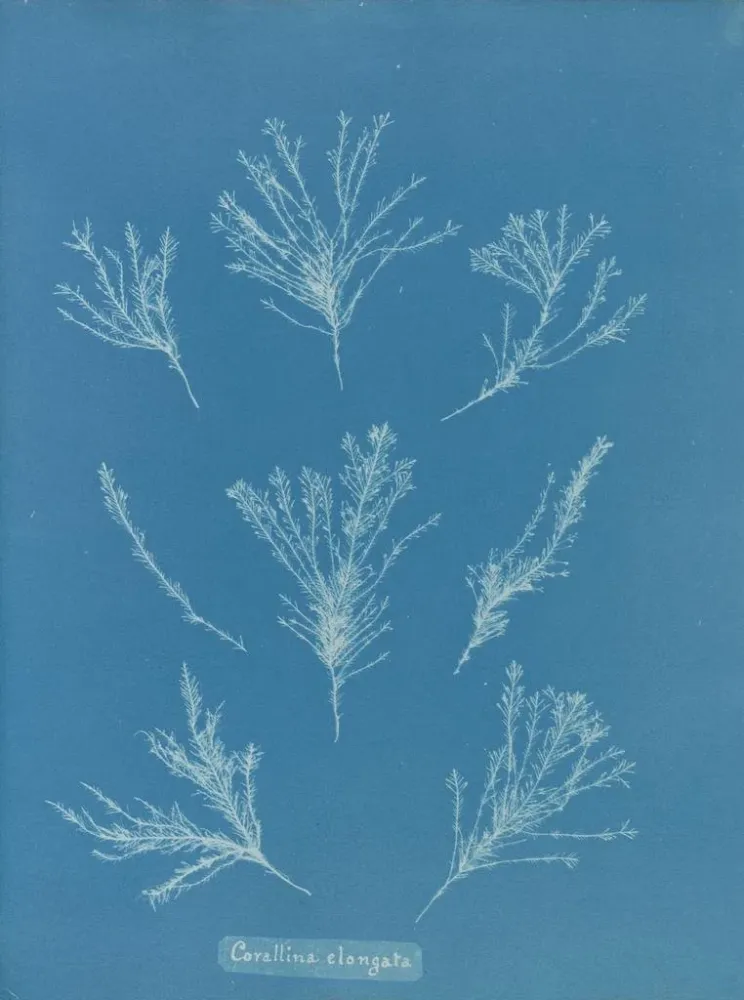 Obraz Coralline allongée - Anna Atkins | Druk artystyczny