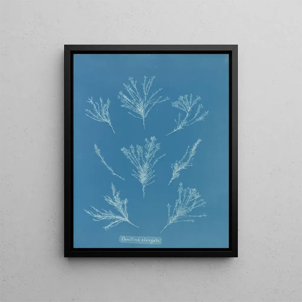 Obraz Coralline allongée - Anna Atkins | Druk artystyczny