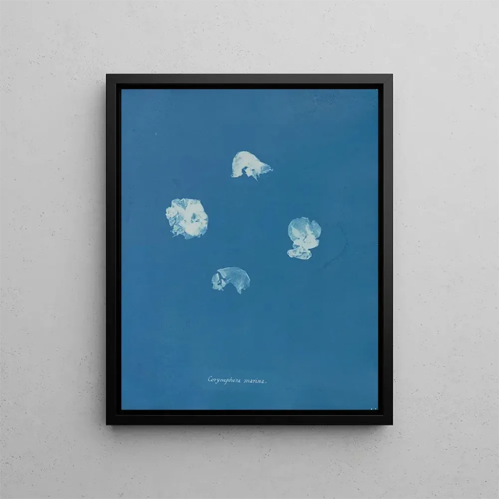 Obraz Corynephora marina - Anna Atkins | Druk artystyczny