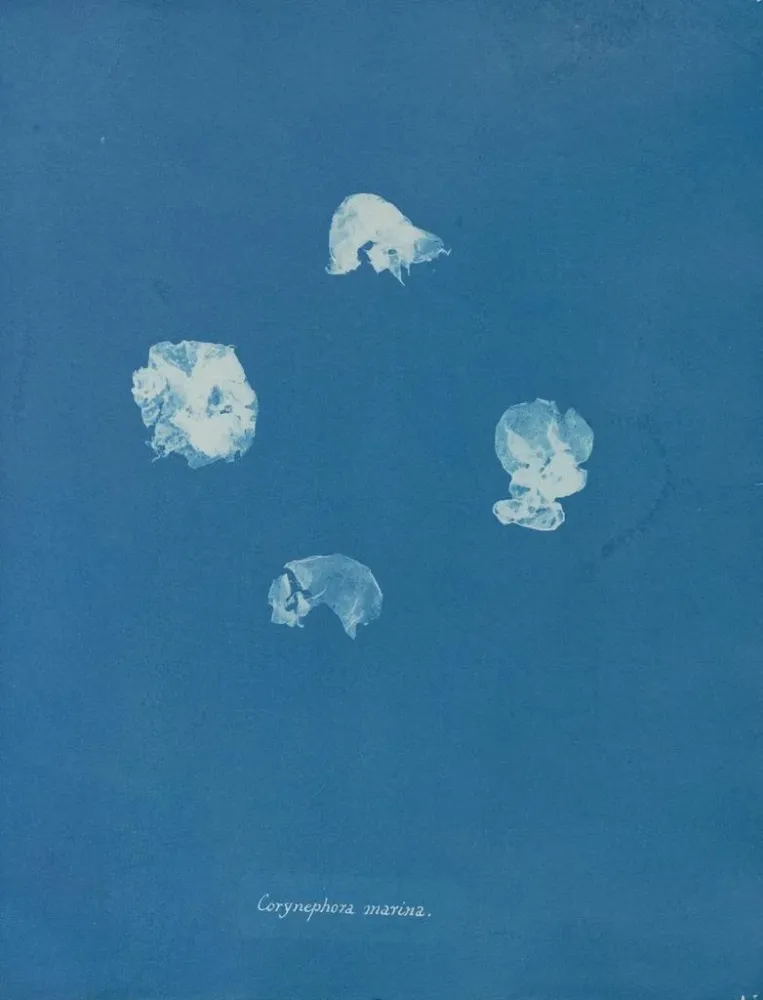 Obraz Corynephora marina - Anna Atkins | Druk artystyczny