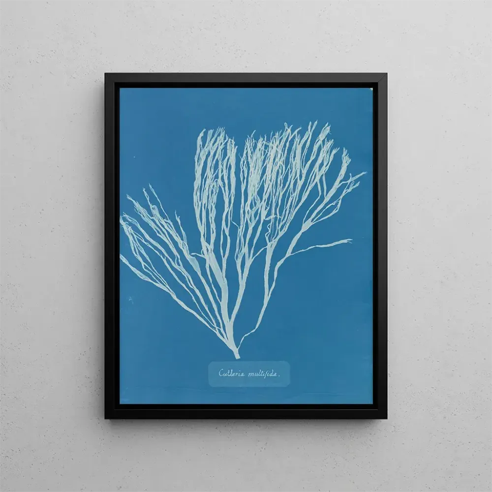 Obraz Couverts multifida - Anna Atkins | Druk artystyczny