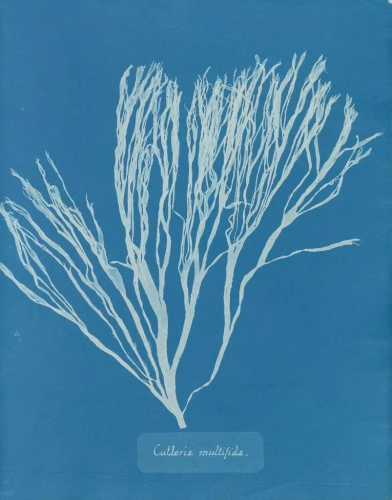Obraz Couverts multifida - Anna Atkins | Druk artystyczny