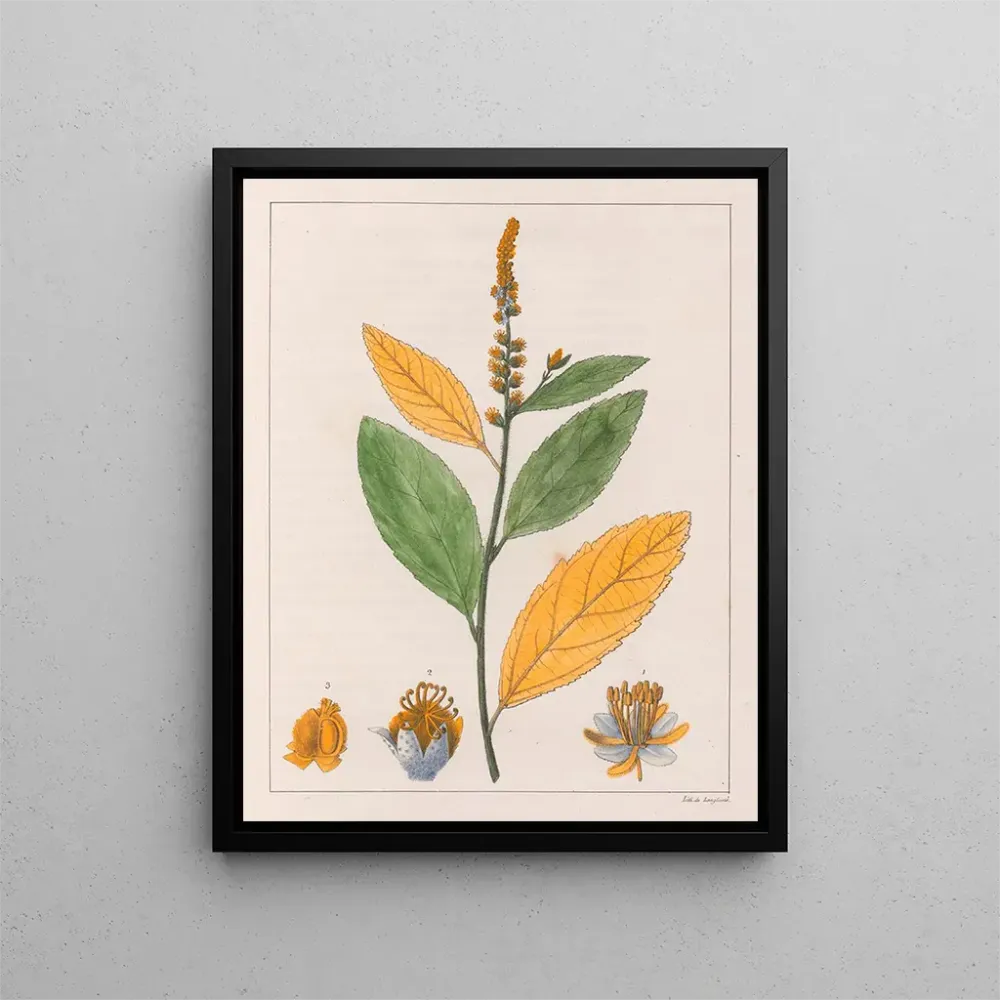 Obraz Croton perdicipes - Auguste de Saint-Hilaire | Druk artystyczny