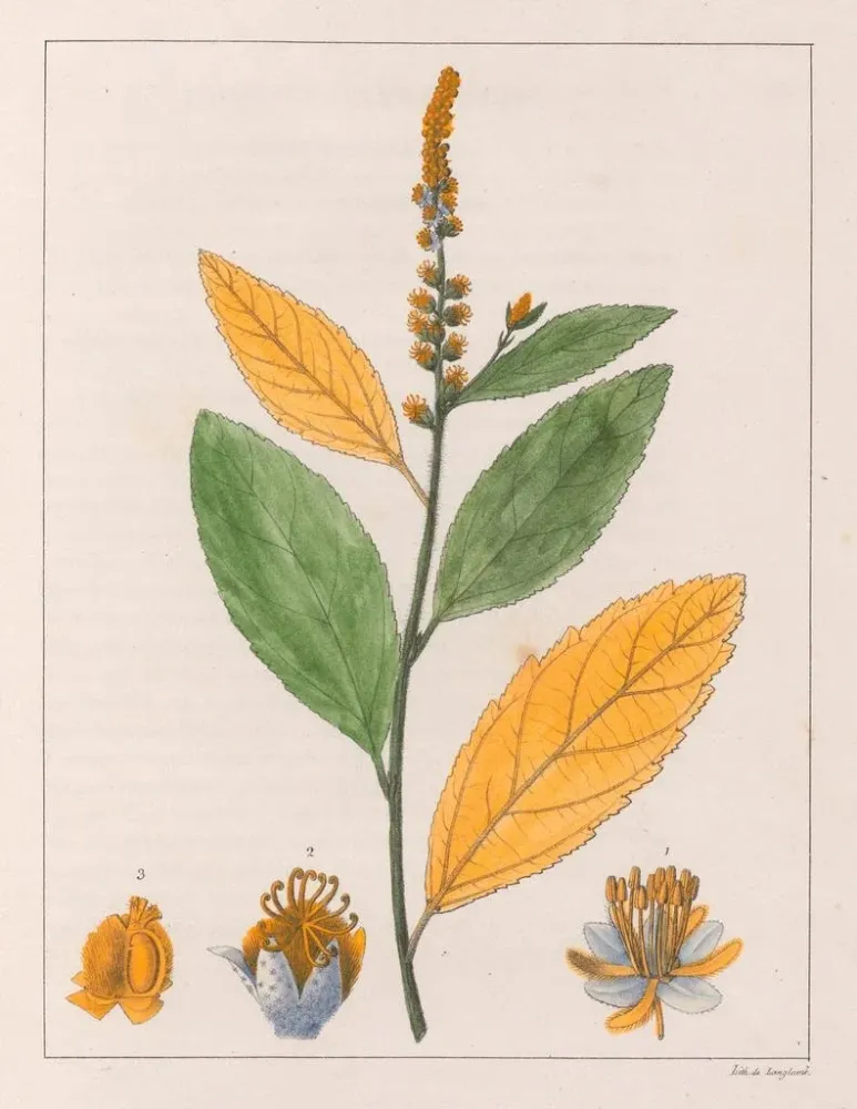 Obraz Croton perdicipes - Auguste de Saint-Hilaire | Druk artystyczny