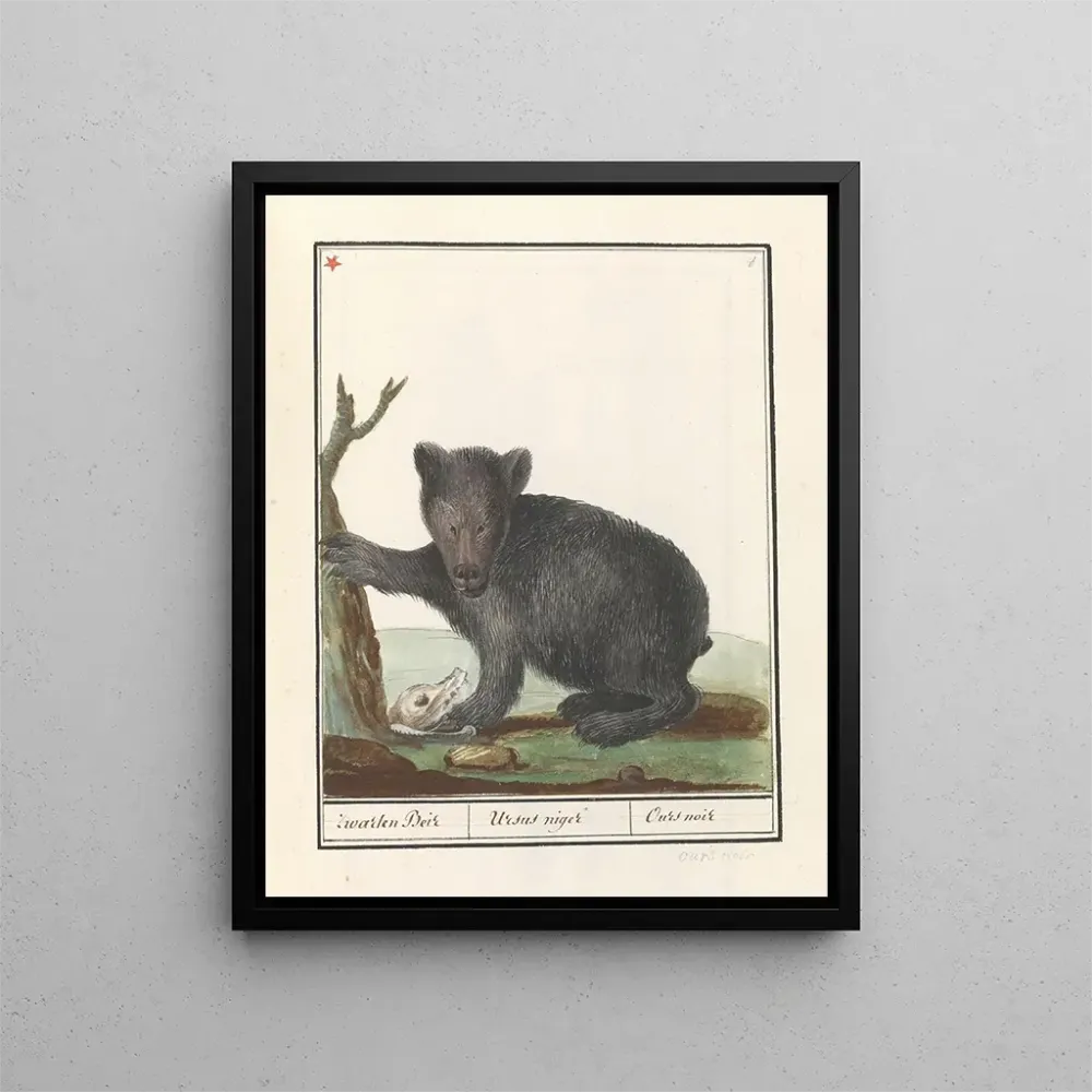 Obraz Czarna piwo Ursus Zwarten Beir Ursus niger Czarna niedźwiedzica - Anselmus Botius de Boodt | Druk artystyczny