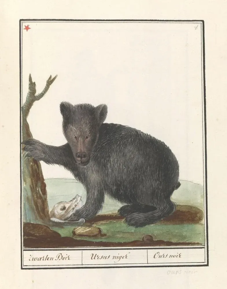 Obraz Czarna piwo Ursus Zwarten Beir Ursus niger Czarna niedźwiedzica - Anselmus Botius de Boodt | Druk artystyczny