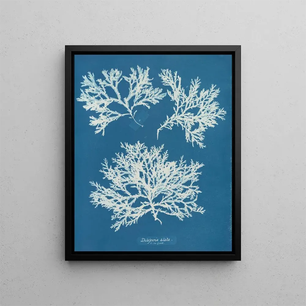 Obraz Delesseria ailée - Anna Atkins | Druk artystyczny