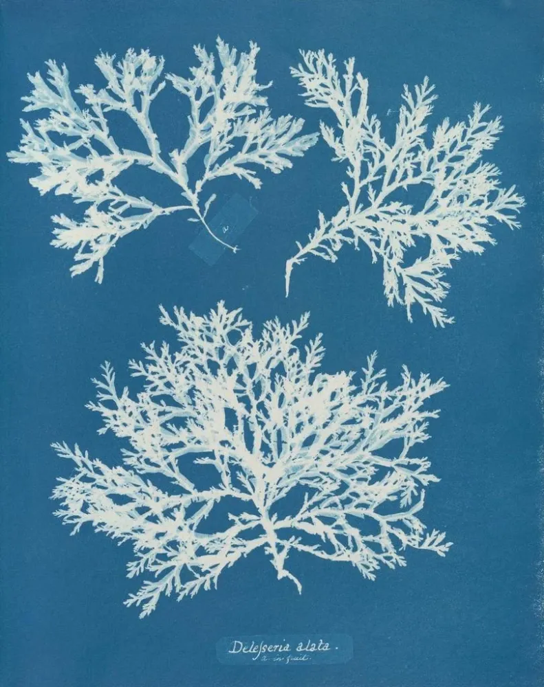 Obraz Delesseria ailée - Anna Atkins | Druk artystyczny