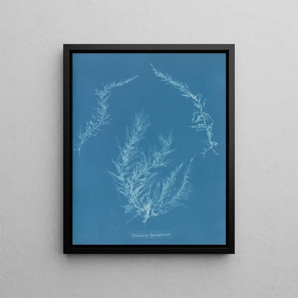 Obraz Delesseria hypoglossum - Anna Atkins | Druk artystyczny
