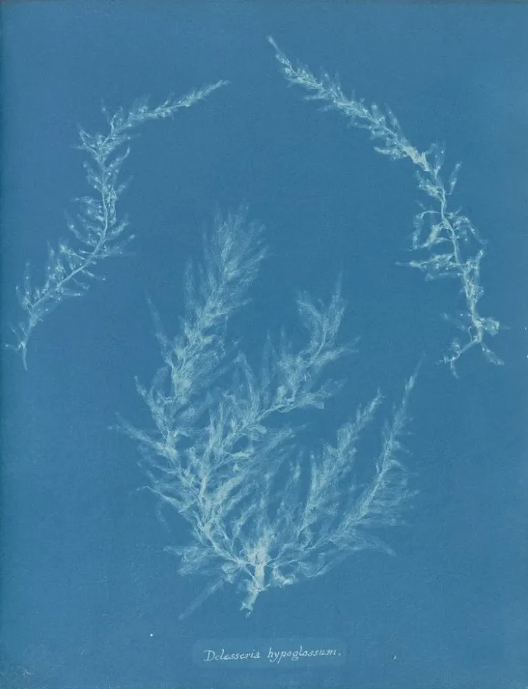 Obraz Delesseria hypoglossum - Anna Atkins | Druk artystyczny