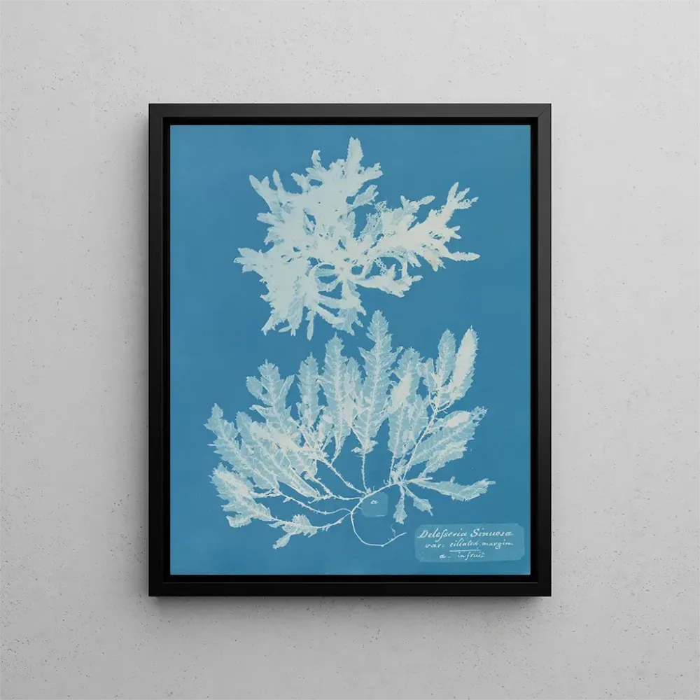 Obraz Delesseria sinuosa z margines ciliaire z owocem - Anna Atkins | Druk artystyczny