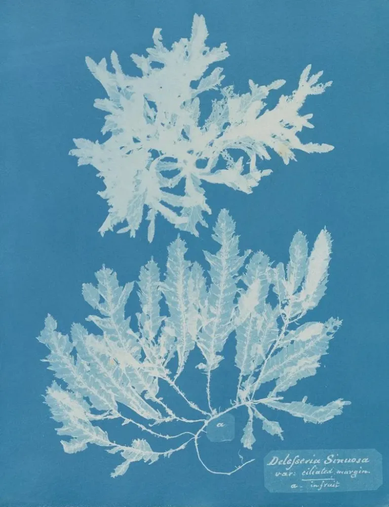 Obraz Delesseria sinuosa z margines ciliaire z owocem - Anna Atkins | Druk artystyczny