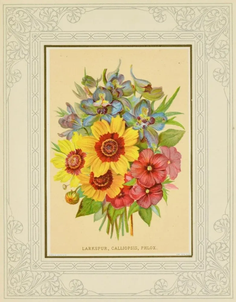 Obraz Delphinium, calliopsis, phlox - Marcus Ward & Co. | Druk artystyczny