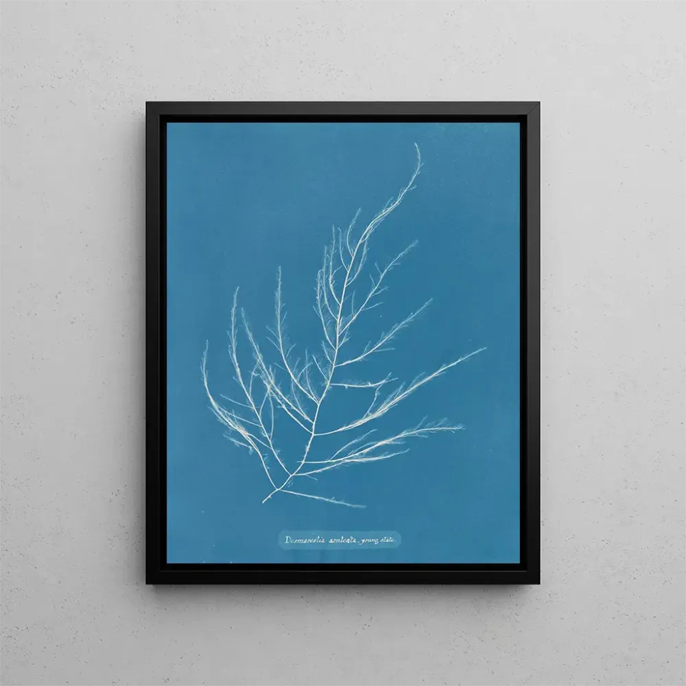 Obraz Desmarestia aculeata młody stan - Anna Atkins | Druk artystyczny