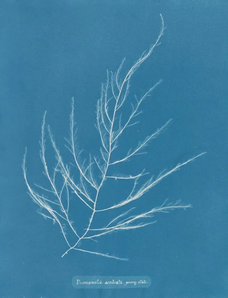 Obraz Desmarestia aculeata młody stan - Anna Atkins | Druk artystyczny