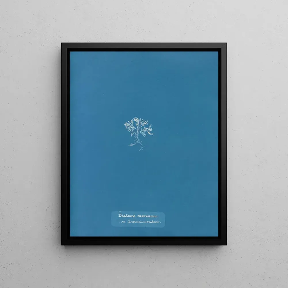 Obraz Diatomy morskie na czerwonym Ceramium - Anna Atkins | Druk artystyczny
