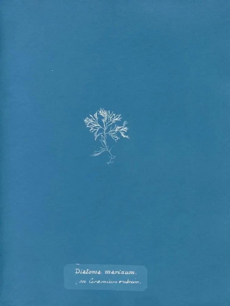 Obraz Diatomy morskie na czerwonym Ceramium - Anna Atkins | Druk artystyczny