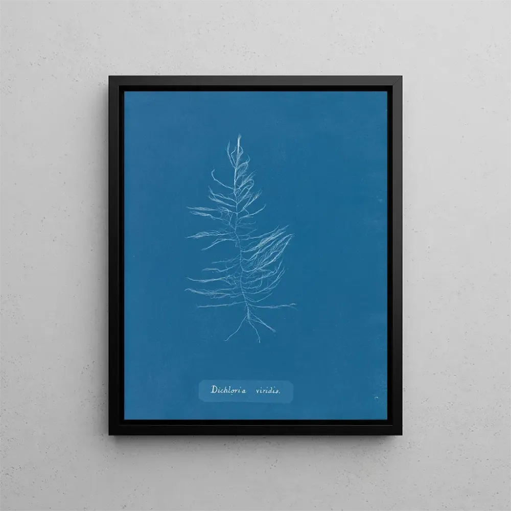 Obraz Dichloria viridis - Anna Atkins | Druk artystyczny