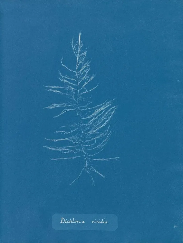 Obraz Dichloria viridis - Anna Atkins | Druk artystyczny