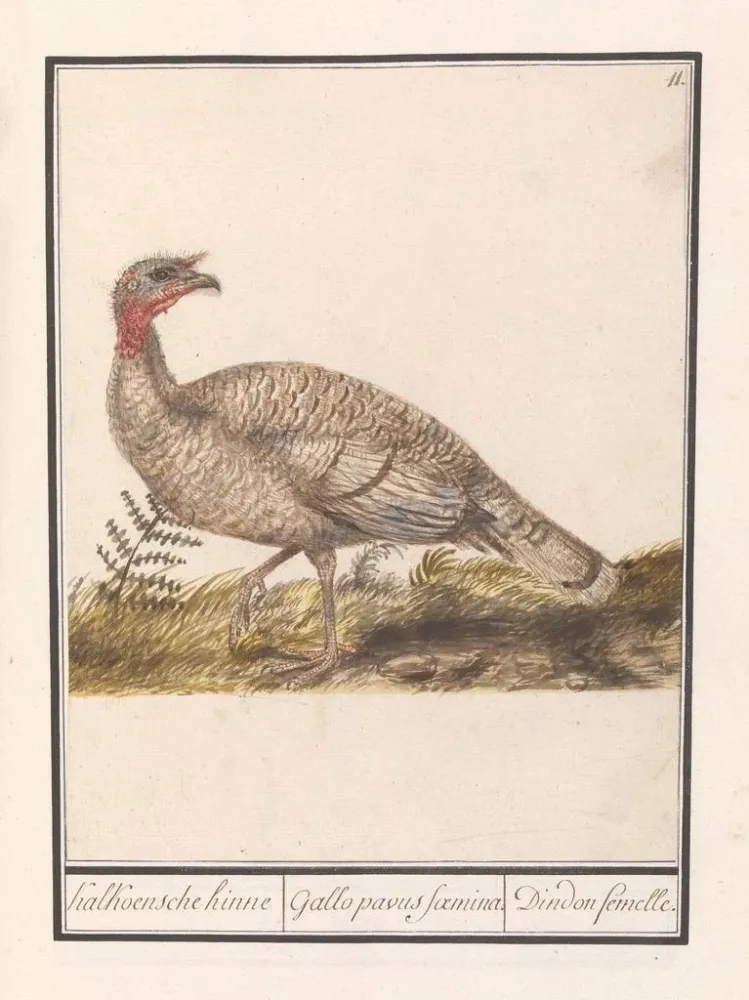 Obraz Dinde Meleagris gallopavo - Anselmus Botius de Boodt | Druk artystyczny