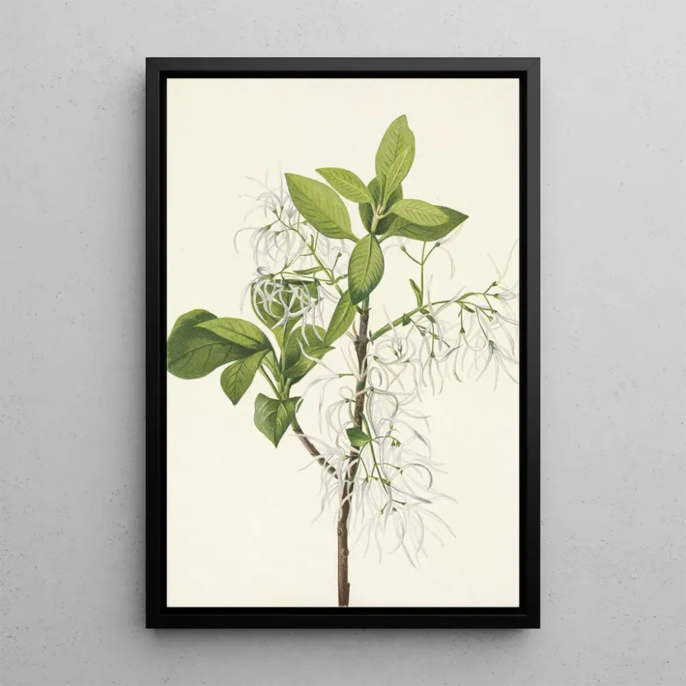 Obraz Druk artystyczny Drzewo z frędzlami Chionanthus virginica - Mary Vaux Walcott | Reproduction