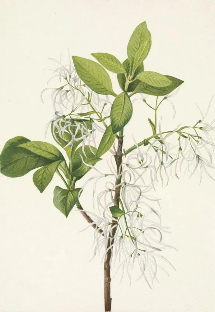 Obraz Druk artystyczny Drzewo z frędzlami Chionanthus virginica - Mary Vaux Walcott | Reproduction
