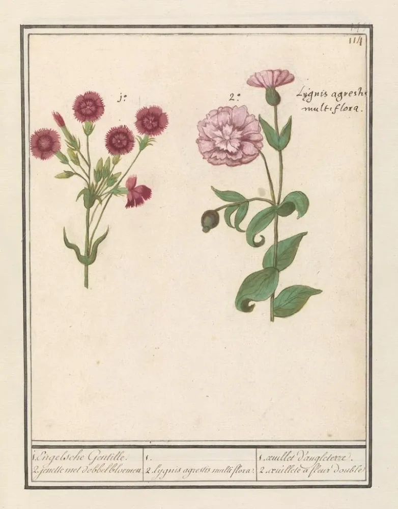 Obraz dwóch goździków Dianthus 1 Gentille anglaise 2 jenelles z kwiatami w kostkę - Anselmus Botius de Boodt | Druk artyst...