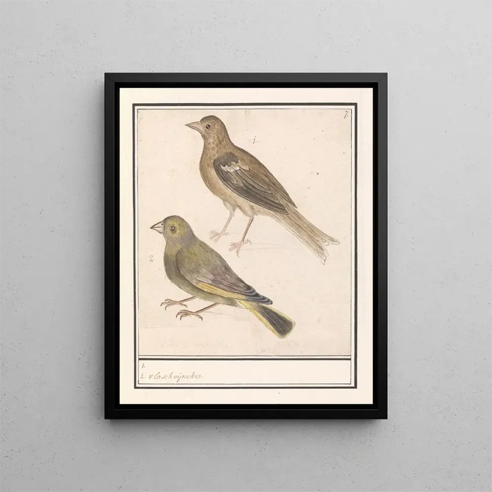 Obraz dwóch zięb Carduelis chloris - Anselmus Botius de Boodt | Druk artystyczny