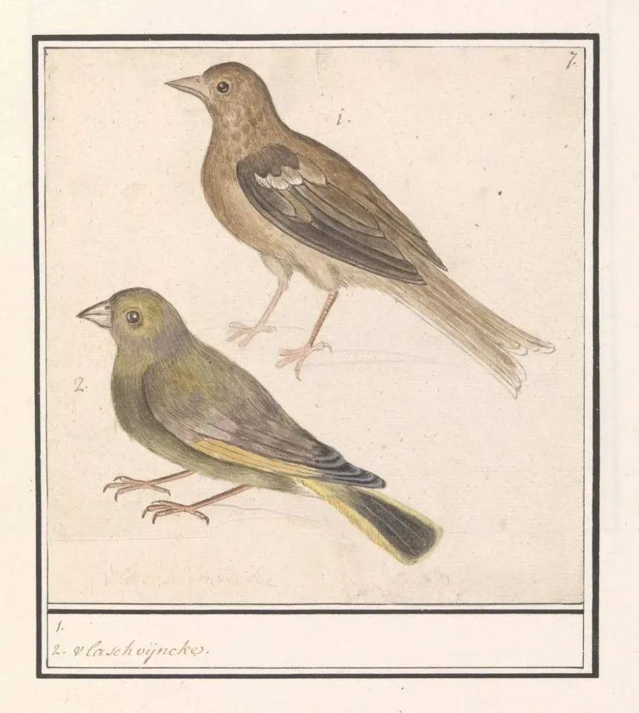 Obraz dwóch zięb Carduelis chloris - Anselmus Botius de Boodt | Druk artystyczny