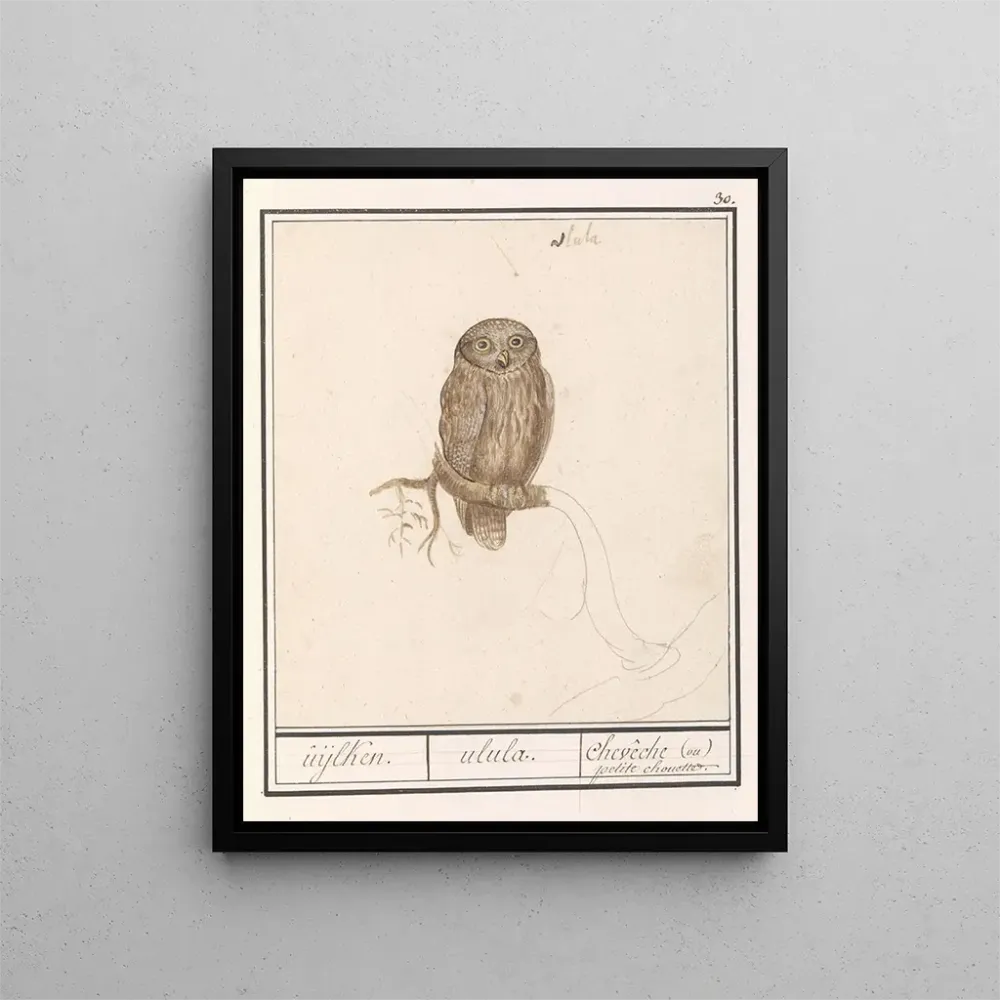 Obraz Dzięciołek mały Glaucidium passerinum uijlken ulula chevche ou petite chouette - Anselmus Botius de Boodt | Druk art...