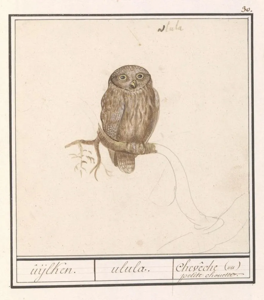 Obraz Dzięciołek mały Glaucidium passerinum uijlken ulula chevche ou petite chouette - Anselmus Botius de Boodt | Druk art...