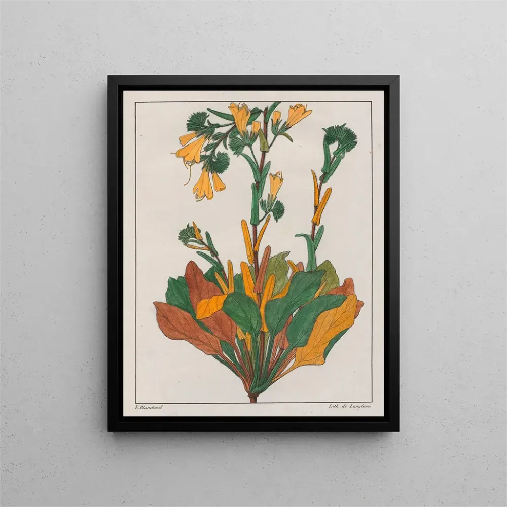 Obraz Echius plantagineum - Auguste de Saint-Hilaire | Druk artystyczny