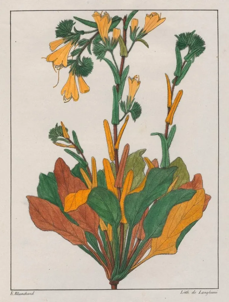 Obraz Echius plantagineum - Auguste de Saint-Hilaire | Druk artystyczny