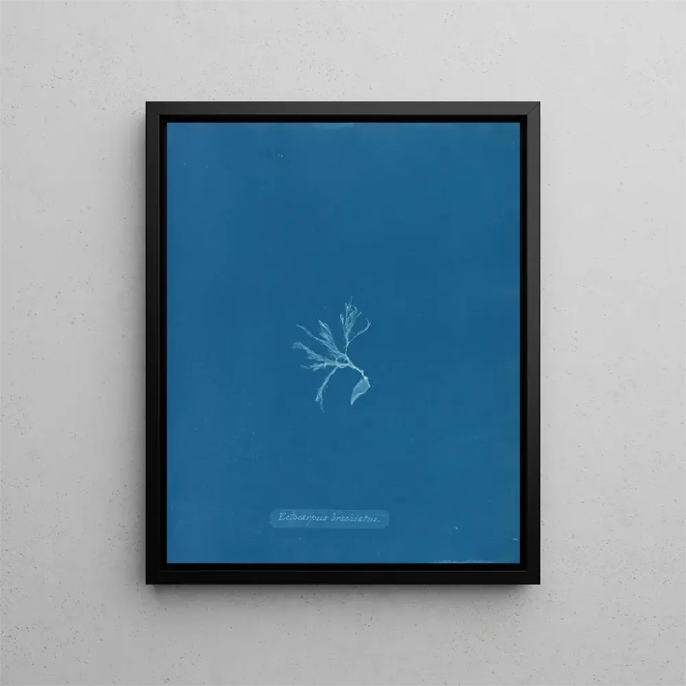 Obraz Ectocarpus brachiatus - Anna Atkins | Druk artystyczny